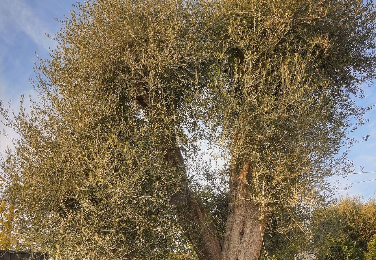 Villa à Le Cannet - FRGK Villa Contemporaine StudioIndépendant Piscine