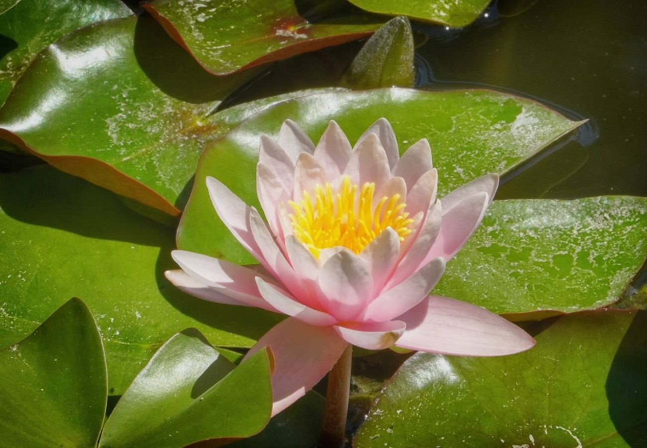 Villa à Antibes - VILLA MÉVANIA antibes