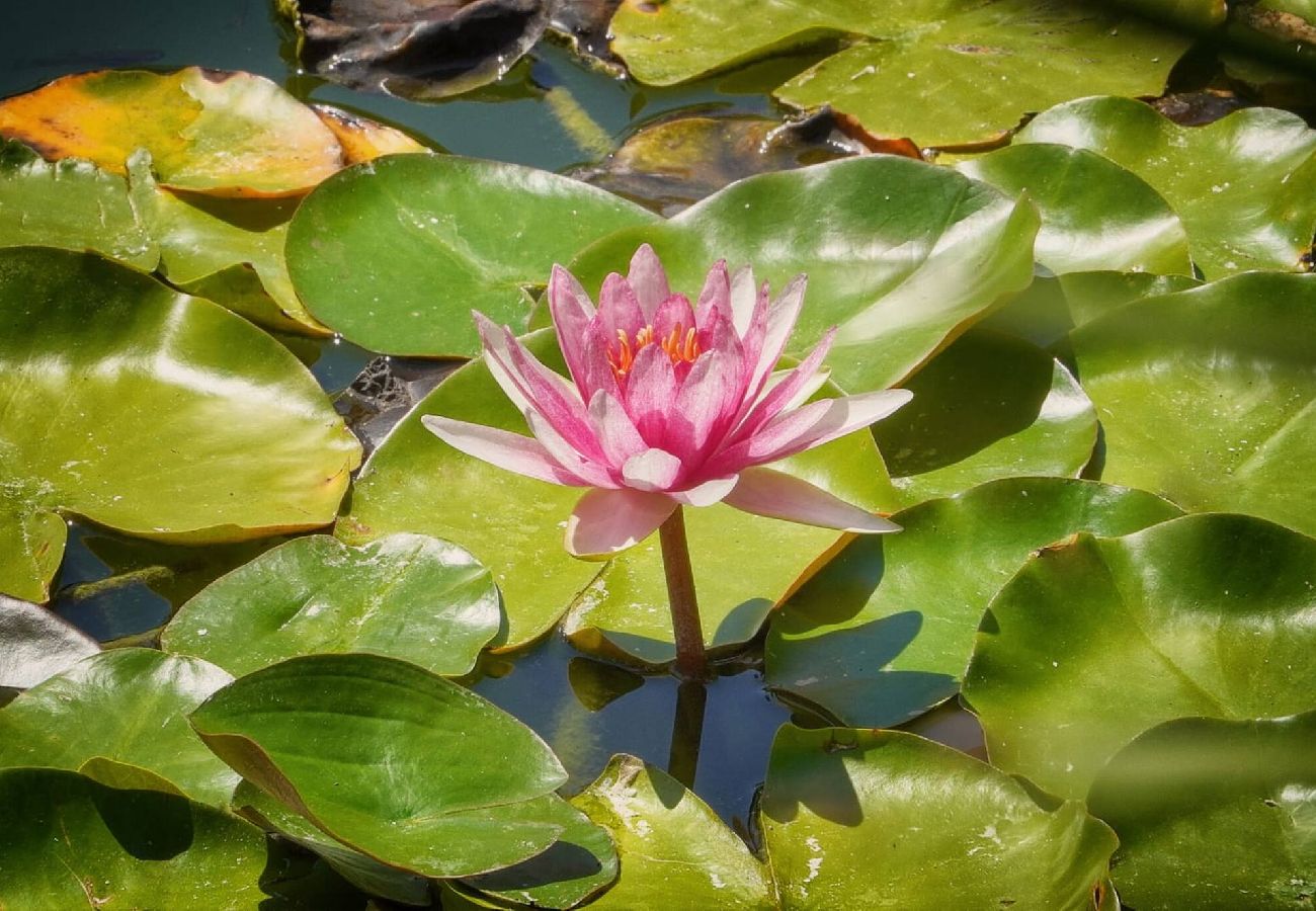 Villa à Antibes - VILLA MÉVANIA antibes